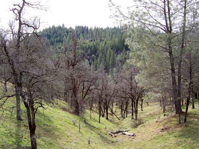 61-acres 61-acres Backbone Ridge Road Bella Vista, CA 96008 - Photo 9 of 9 varried of the terrain