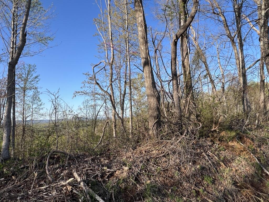0 Providence Church Road Ferrum, VA 24088 - Photo 2 of 3 a view of a yard with a tree