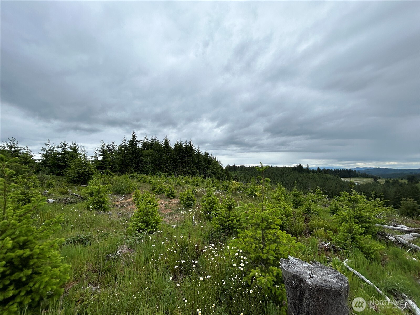1 Mt Brynion Road Kelso, WA 98626 - Photo 8 of 9 a view of a green field with lots of bushes