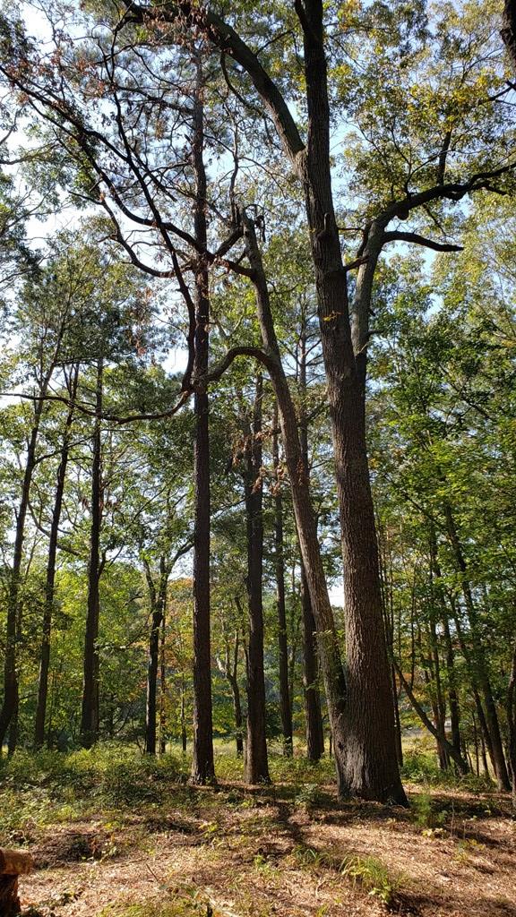Lot 8 Wellington Neck Road, Unit 8 Franktown, VA 23354 - Photo 5 of 9