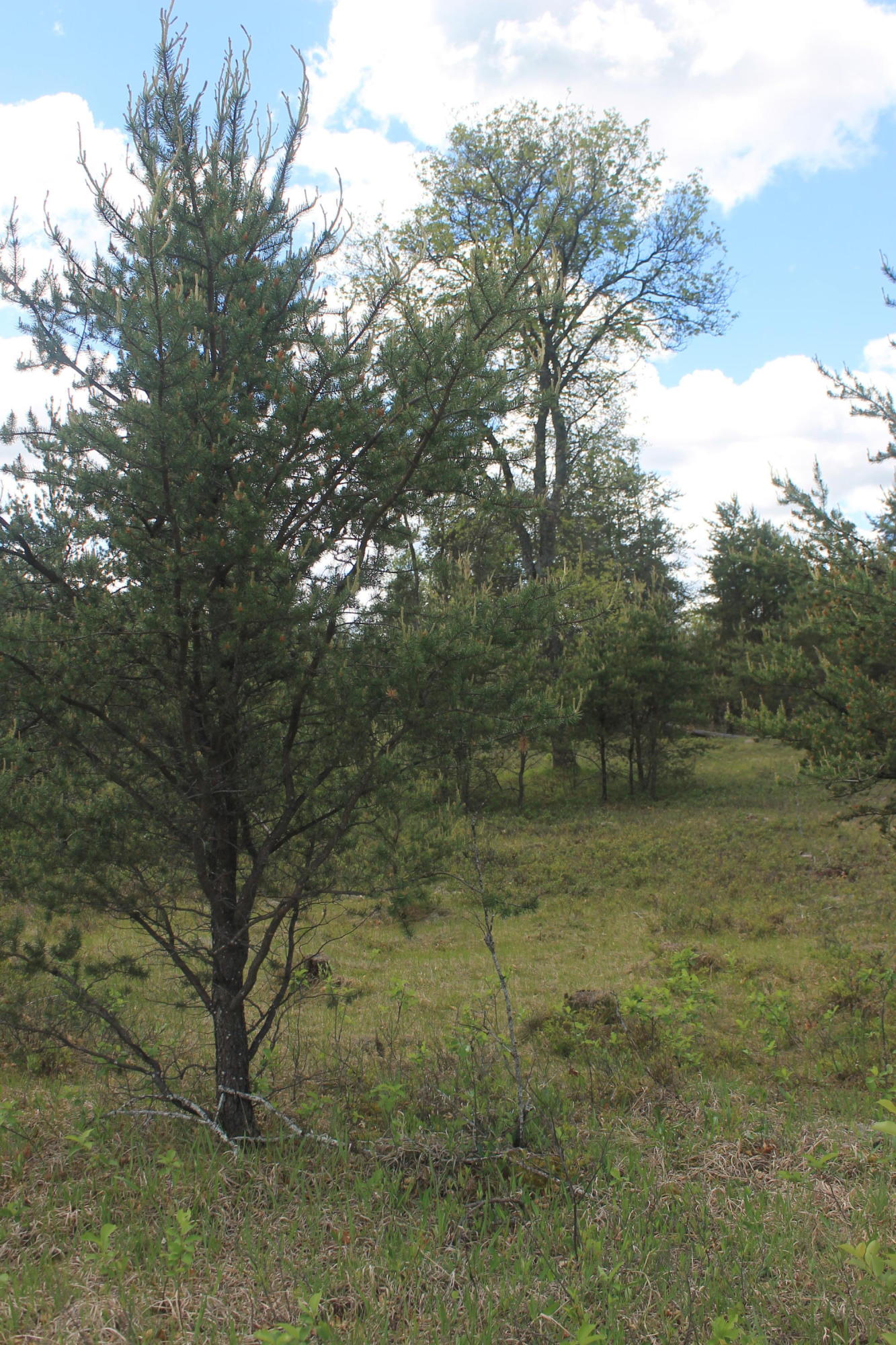 Ontario Road Grayling, MI 49738 - Photo 1 of 9 Gallery Image 1