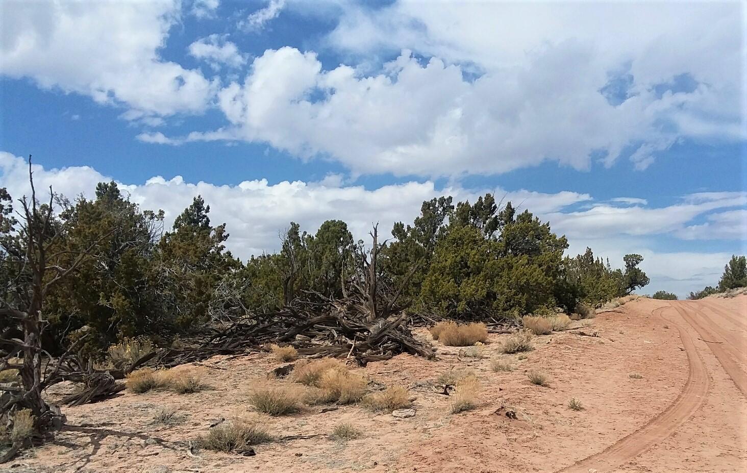 002 Sec 23 T17n R27e St. Johns, AZ 85936 - Photo 3 of 11