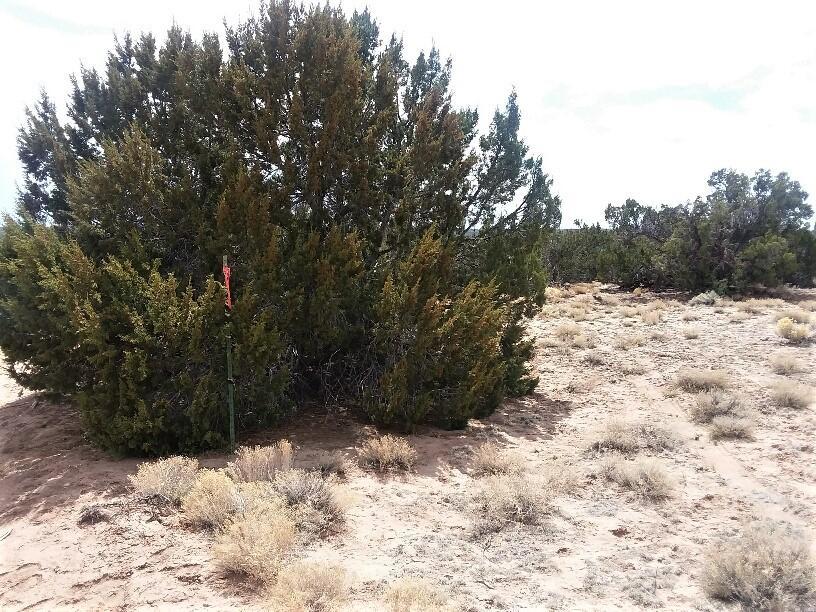 002 Sec 23 T17n R27e St. Johns, AZ 85936 - Photo 6 of 11