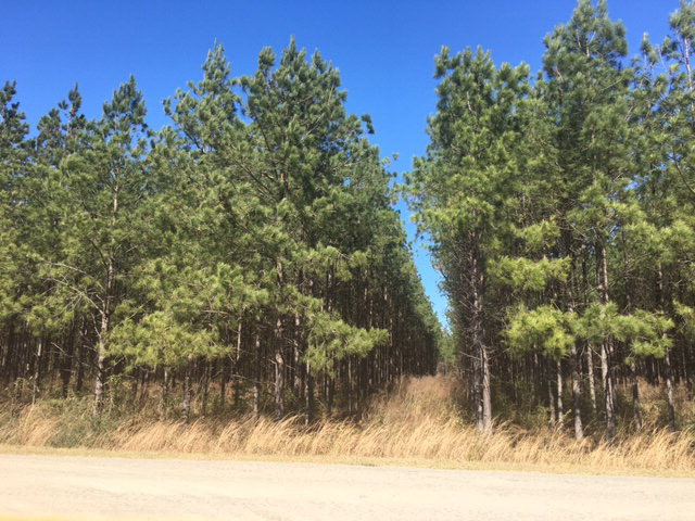 0 Smithburg Road Osyka, MS 39657 - Photo 1 of 1 Main View