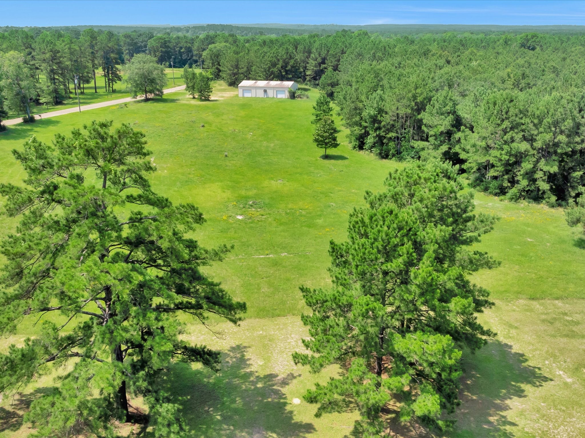 287 Highway 287 South Chester, TX 75936 - Photo 8 of 9 a view of a big yard with large trees