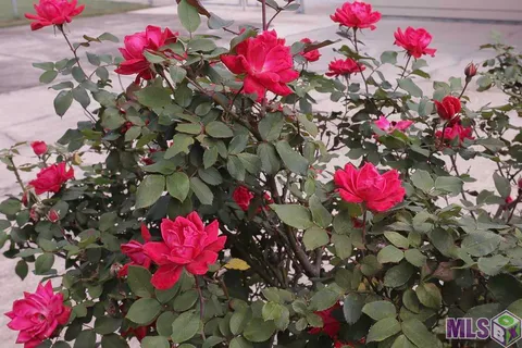 $235,000 | 2166 Silverest Avenue, Baton Rouge, LA 70816