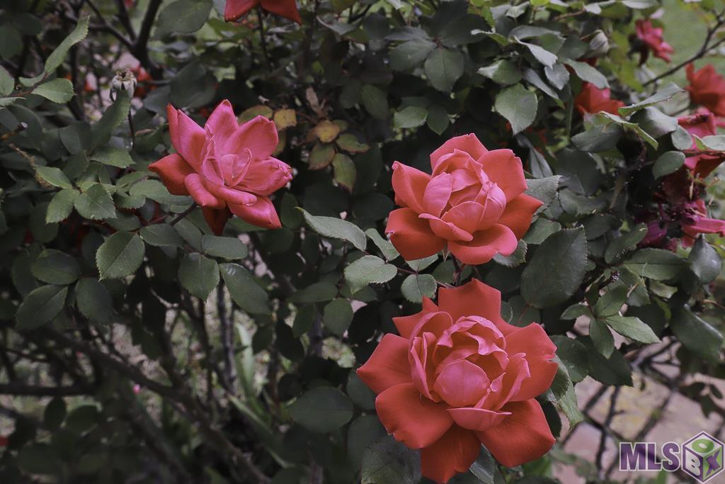 2166 Silverest Avenue Baton Rouge, LA 70816 - Photo 37 of 38