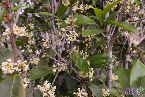 $235,000 | 2166 Silverest Avenue, Baton Rouge, LA 70816