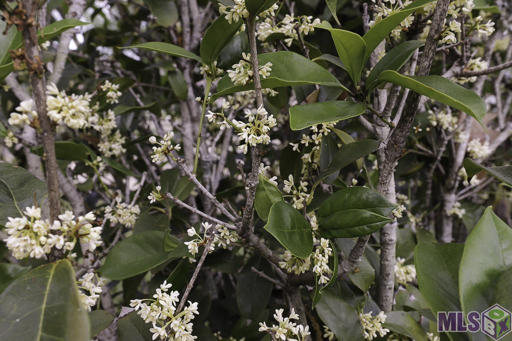 2166 Silverest Avenue Baton Rouge, LA 70816 - Photo 38 of 38