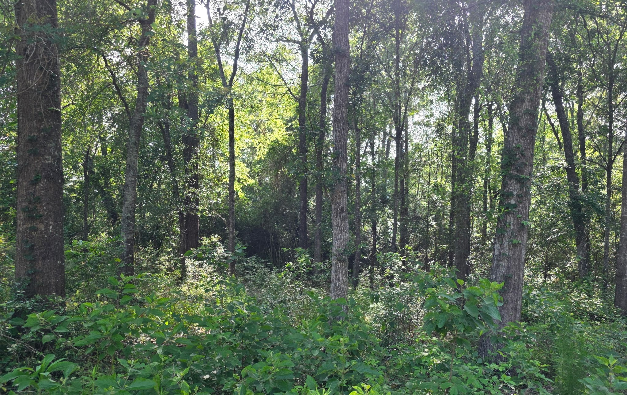 14068 Tower Glen Drive Conroe, TX 77306 - Photo 20 of 29