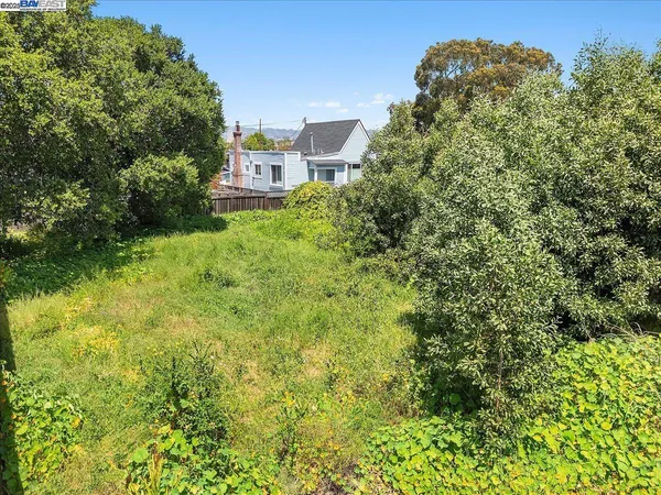 a view of a large yard with plants and large trees