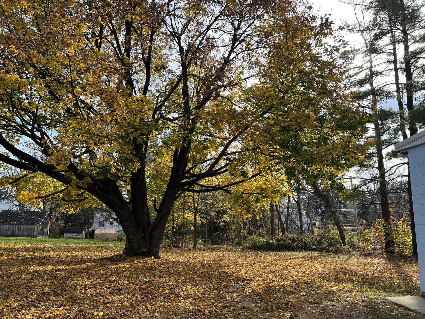 303 East State Road Mount Carroll, IL 61053 - Photo 5 of 26 a view of outdoor space with trees