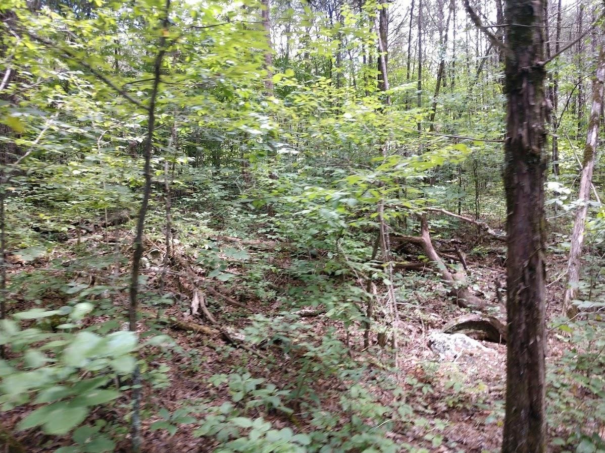 2366 Tracy Road Watertown, TN 37184 - Photo 5 of 25 a view of outdoor space with a trees
