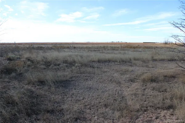 a view of a dry field under a large tree