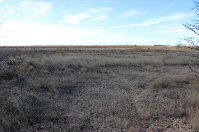 a view of a dry field under a large tree