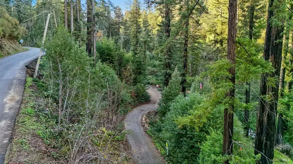 a view of a forest with trees
