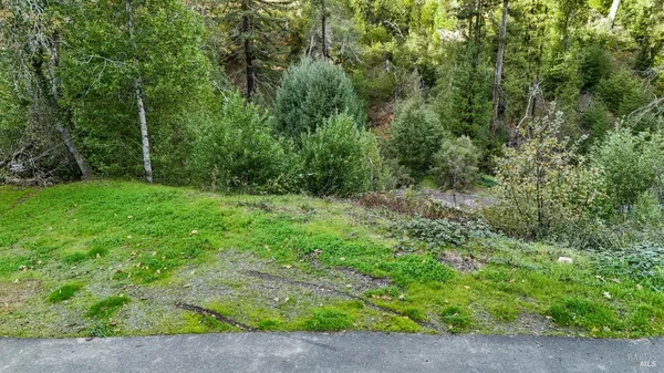 a view of lush green forest with trees