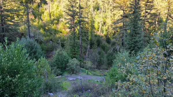 a view of a lush green forest