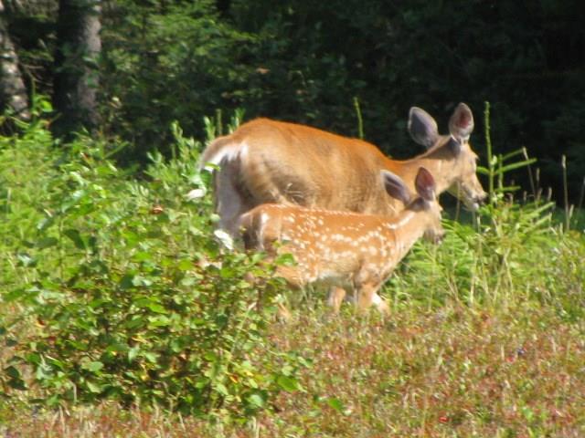 222 Mattamiscontis Road Howland, ME 04448 - Photo 15 of 15 Abundant natural habitat for...