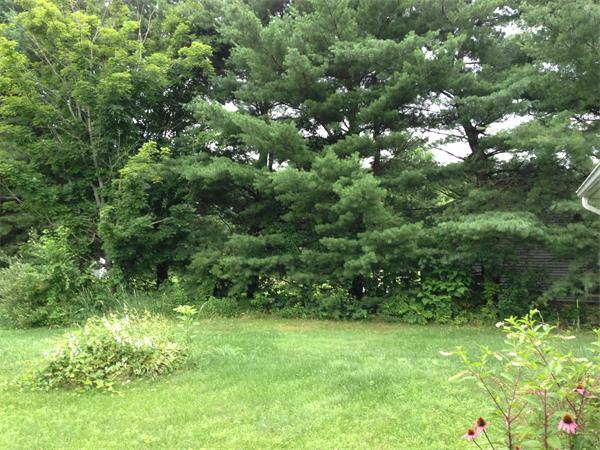 25 Plumtree Road Sunderland, MA 01375 - Photo 29 of 29 a view of a lush green space