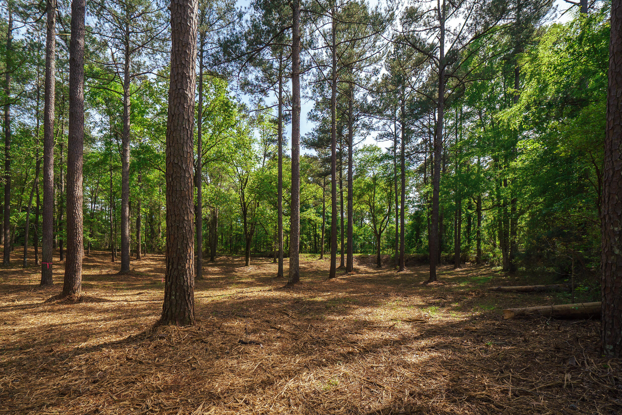 Lot 3 Banks Mill Road Southeast Aiken, SC 29803 - Photo 7 of 42