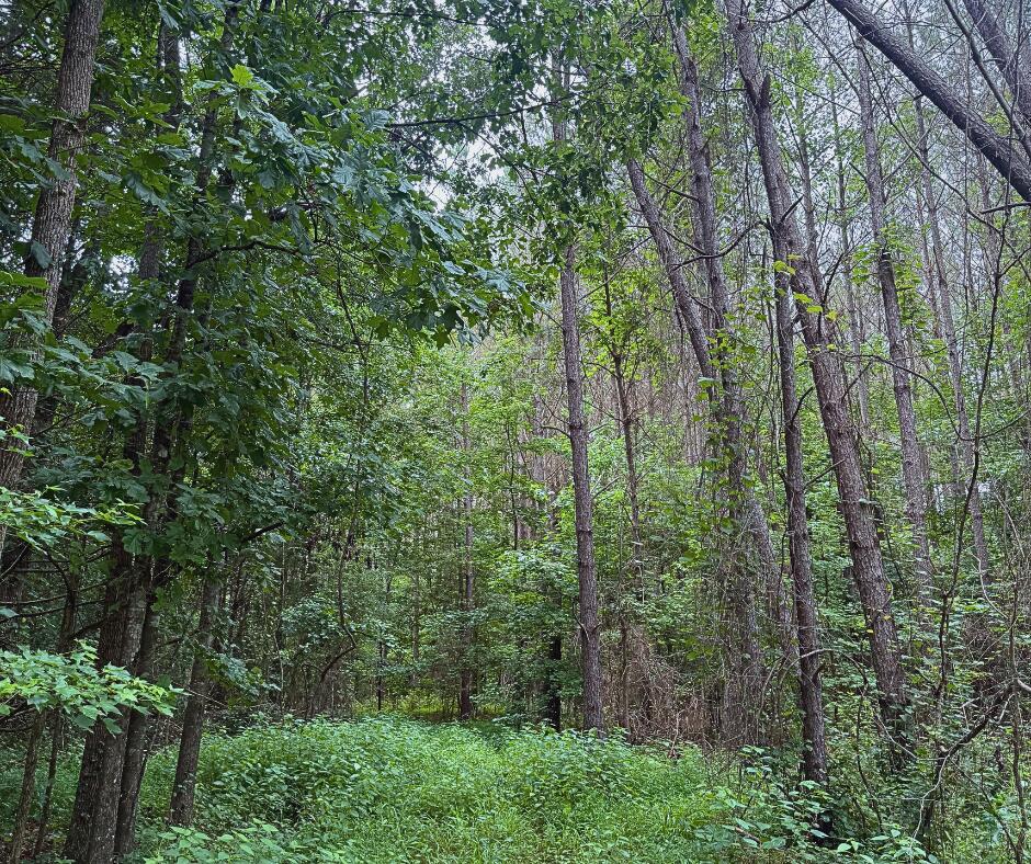 110 County Road Houston, MS 38851 - Photo 13 of 25 Gallery Image 13