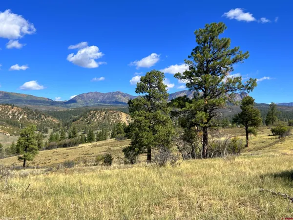 a view of a yard with an tree