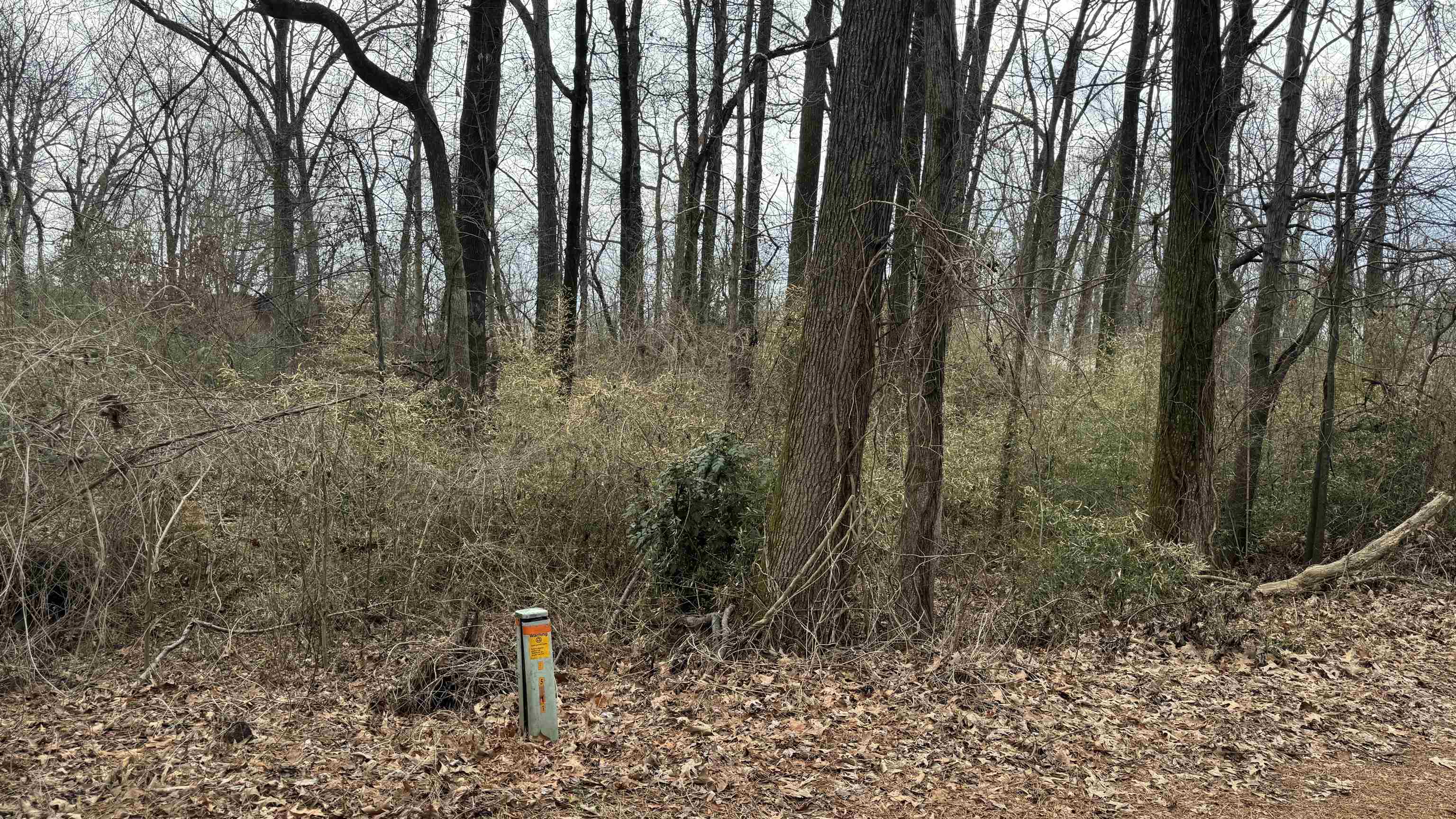 5711 Green Valley Road Memphis, TN 38135 - Photo 11 of 12 a view of a forest with trees in the background
