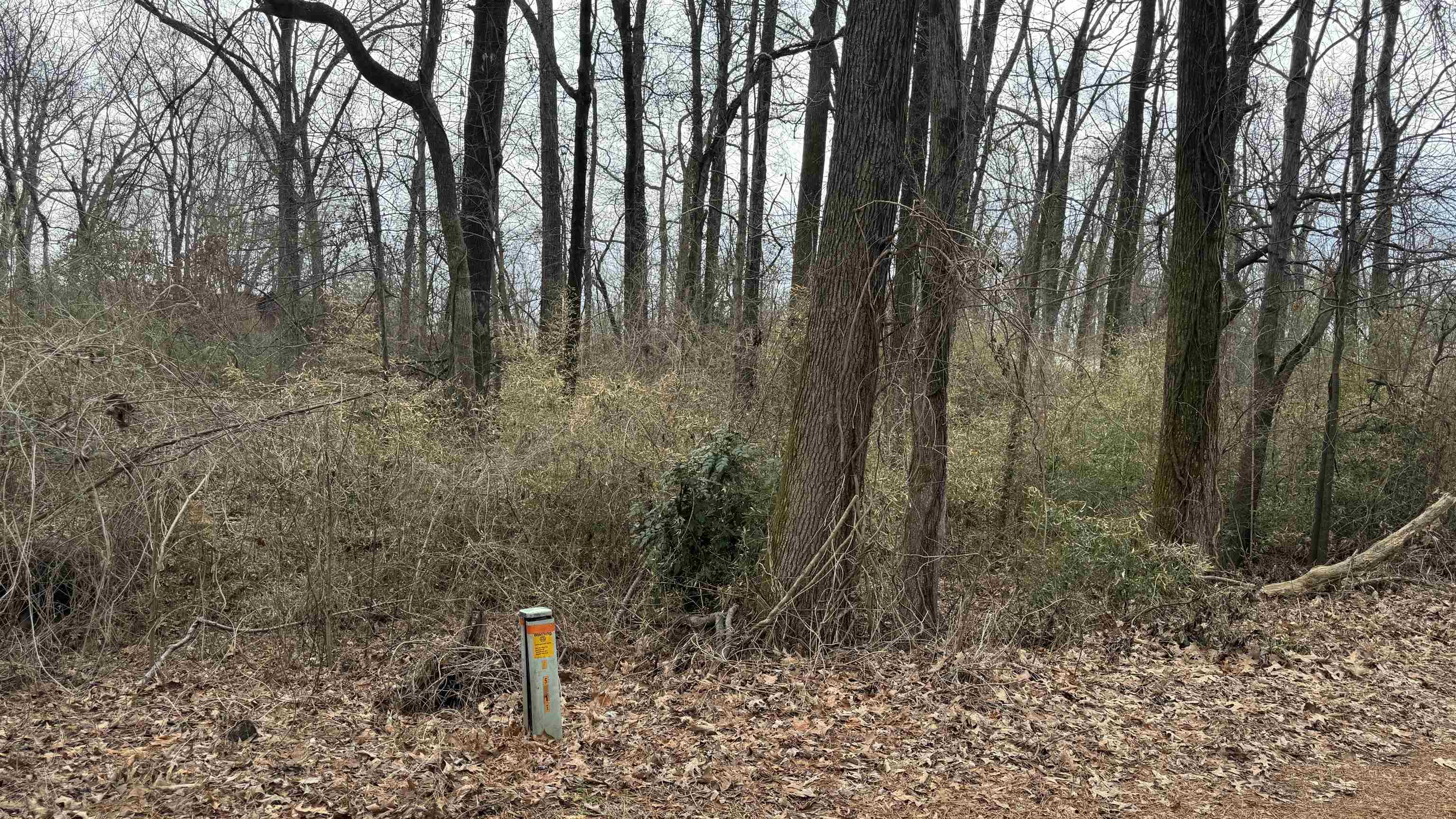 5711 Green Valley Road Memphis, TN 38135 - Photo 12 of 12 a view of a forest with trees in the background