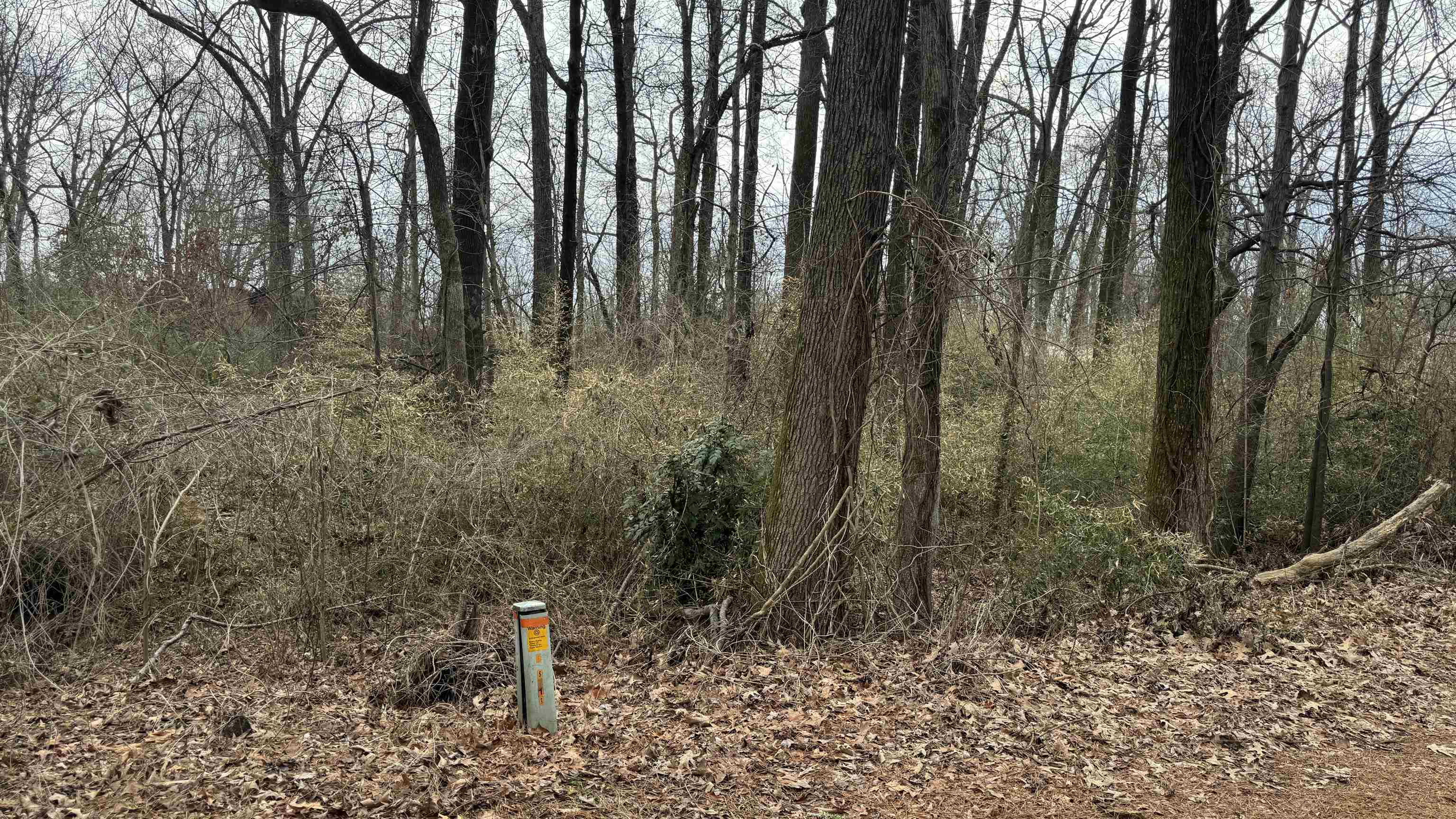 5711 Green Valley Road Memphis, TN 38135 - Photo 10 of 12 a view of forest