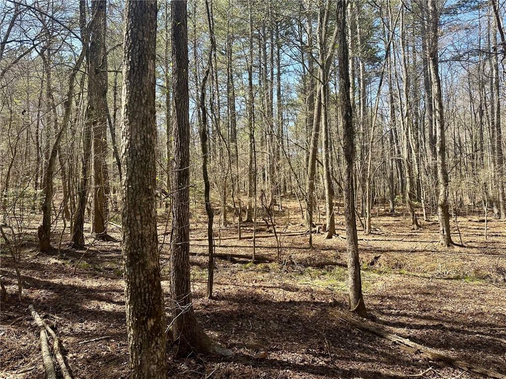 555 Larmon Forks Road Dahlonega, GA 30533 - Photo 3 of 10 a view of outdoor space with lots of trees