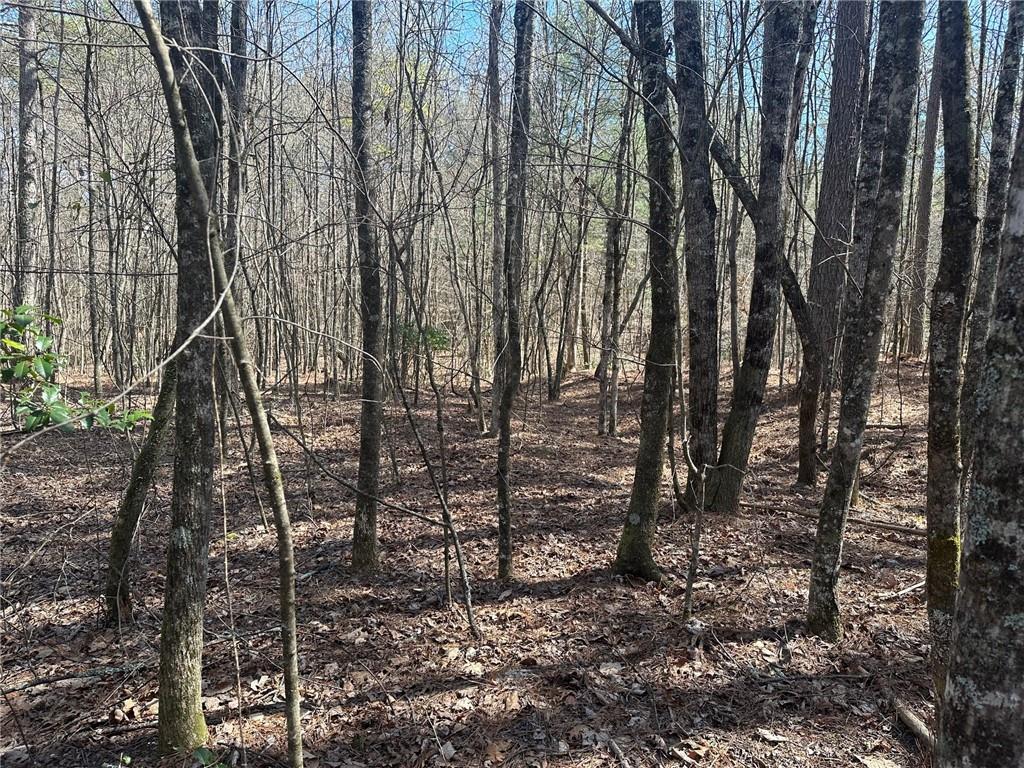 555 Larmon Forks Road Dahlonega, GA 30533 - Photo 7 of 10 a view of a forest with trees
