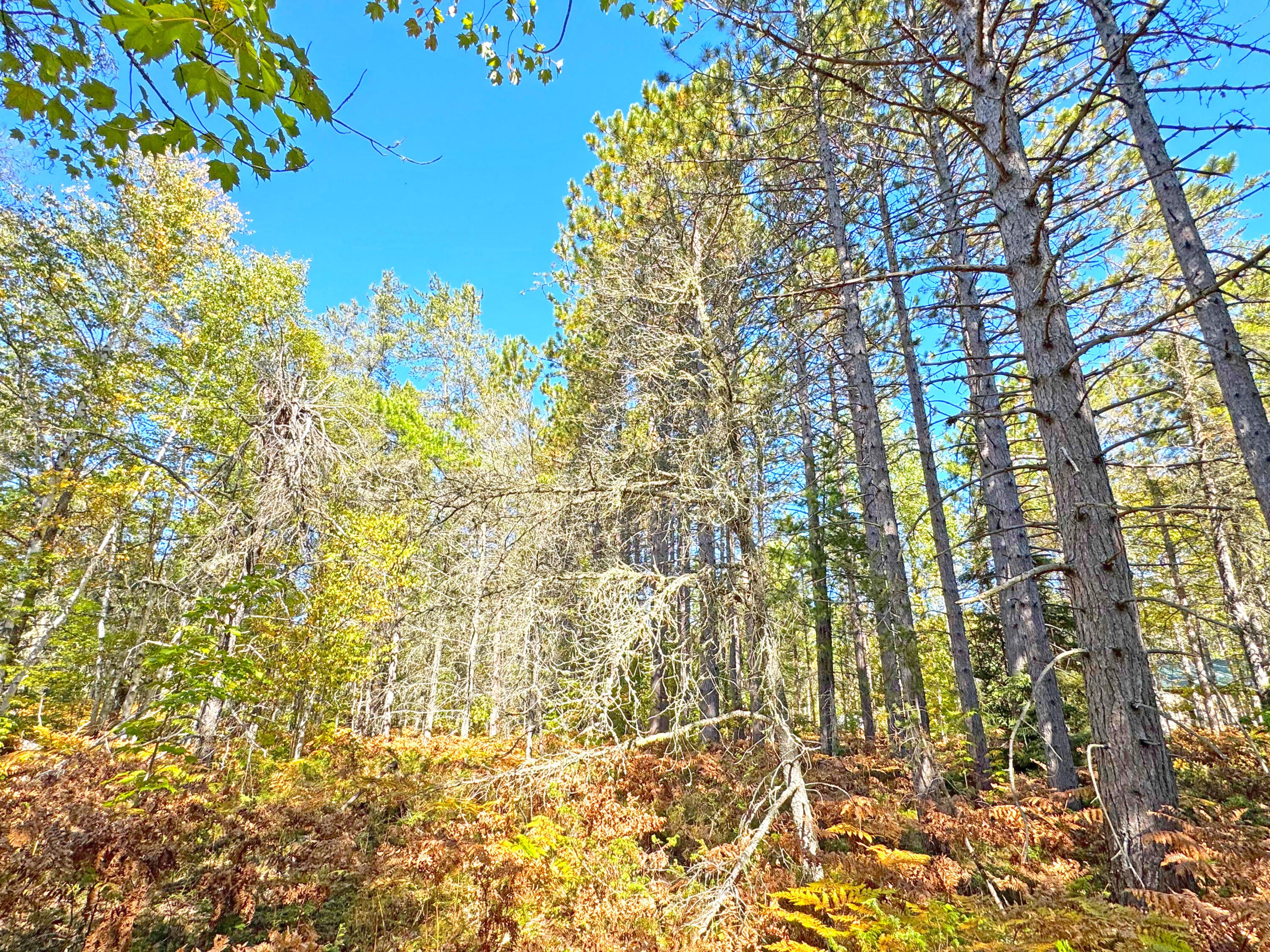 15614 North Whitefish Point Road Paradise, MI 49768 - Photo 83 of 107 Gallery Image 83