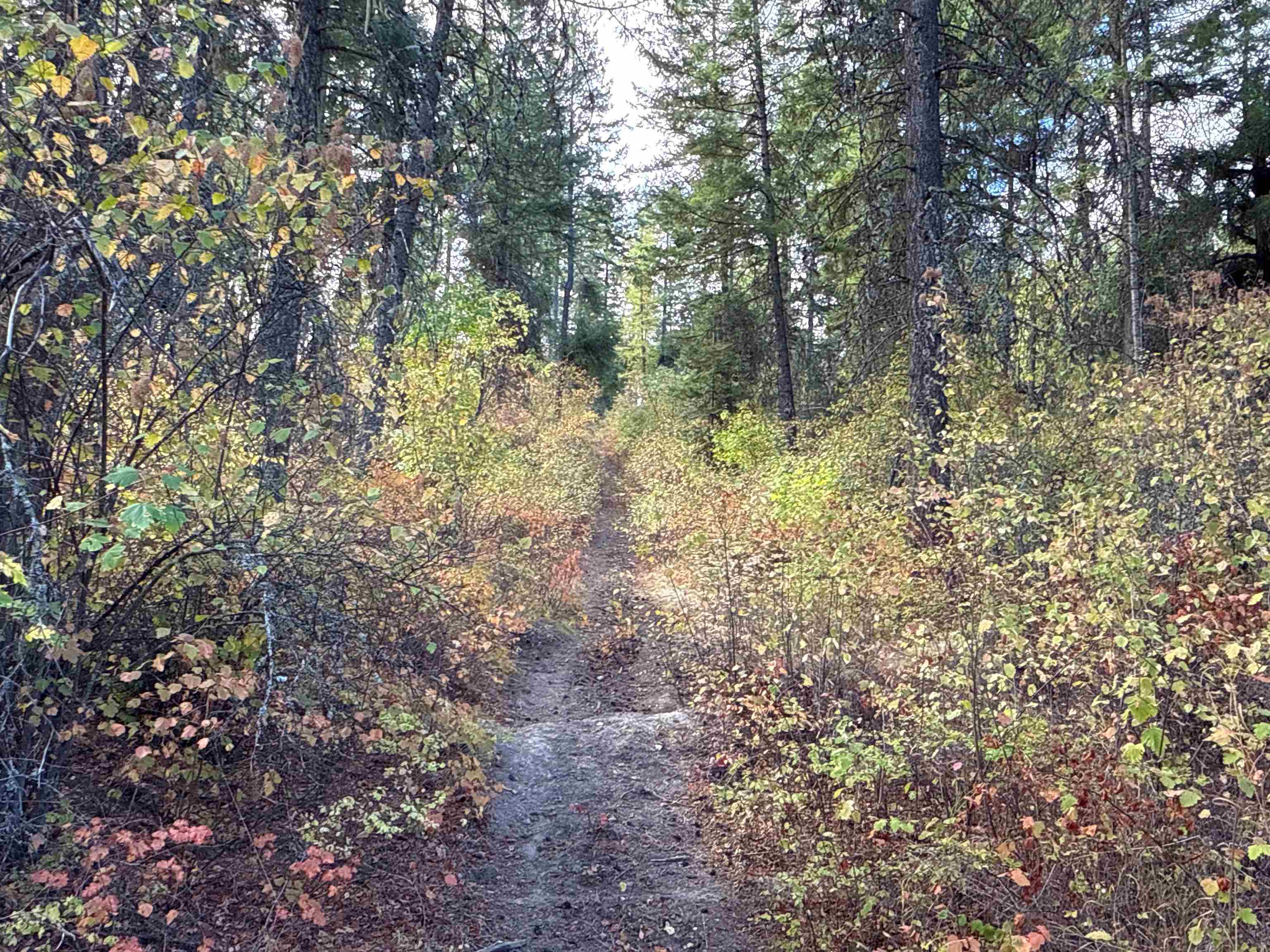 755 Conrad Hill Way Colville, WA 99114 - Photo 13 of 27