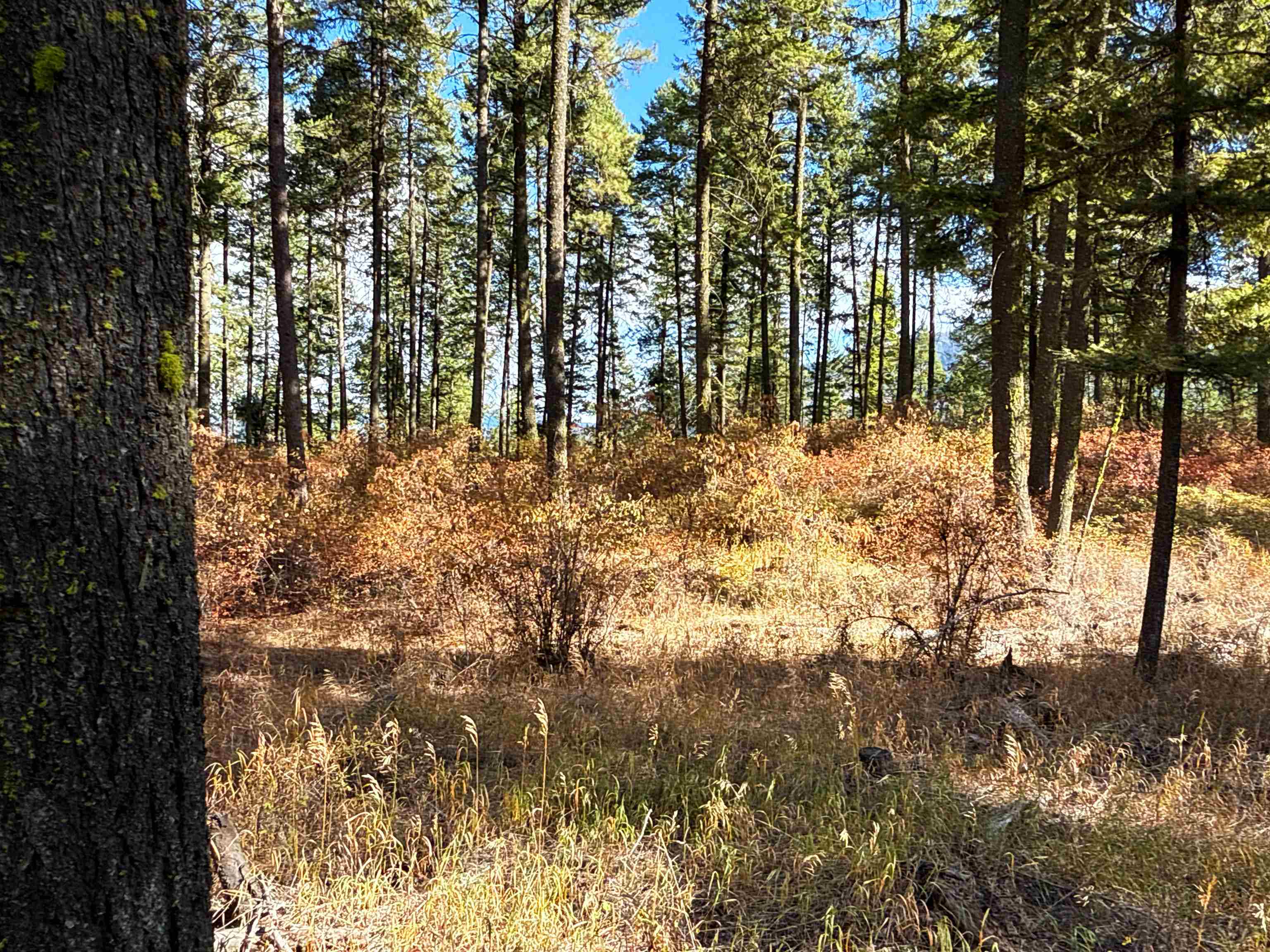 755 Conrad Hill Way Colville, WA 99114 - Photo 4 of 27