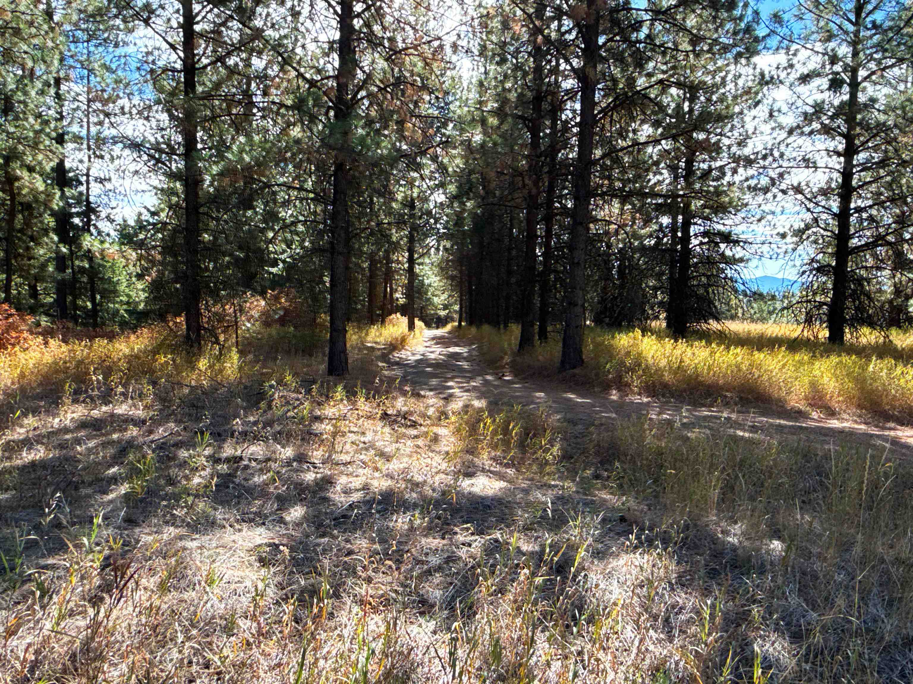 755 Conrad Hill Way Colville, WA 99114 - Photo 5 of 27