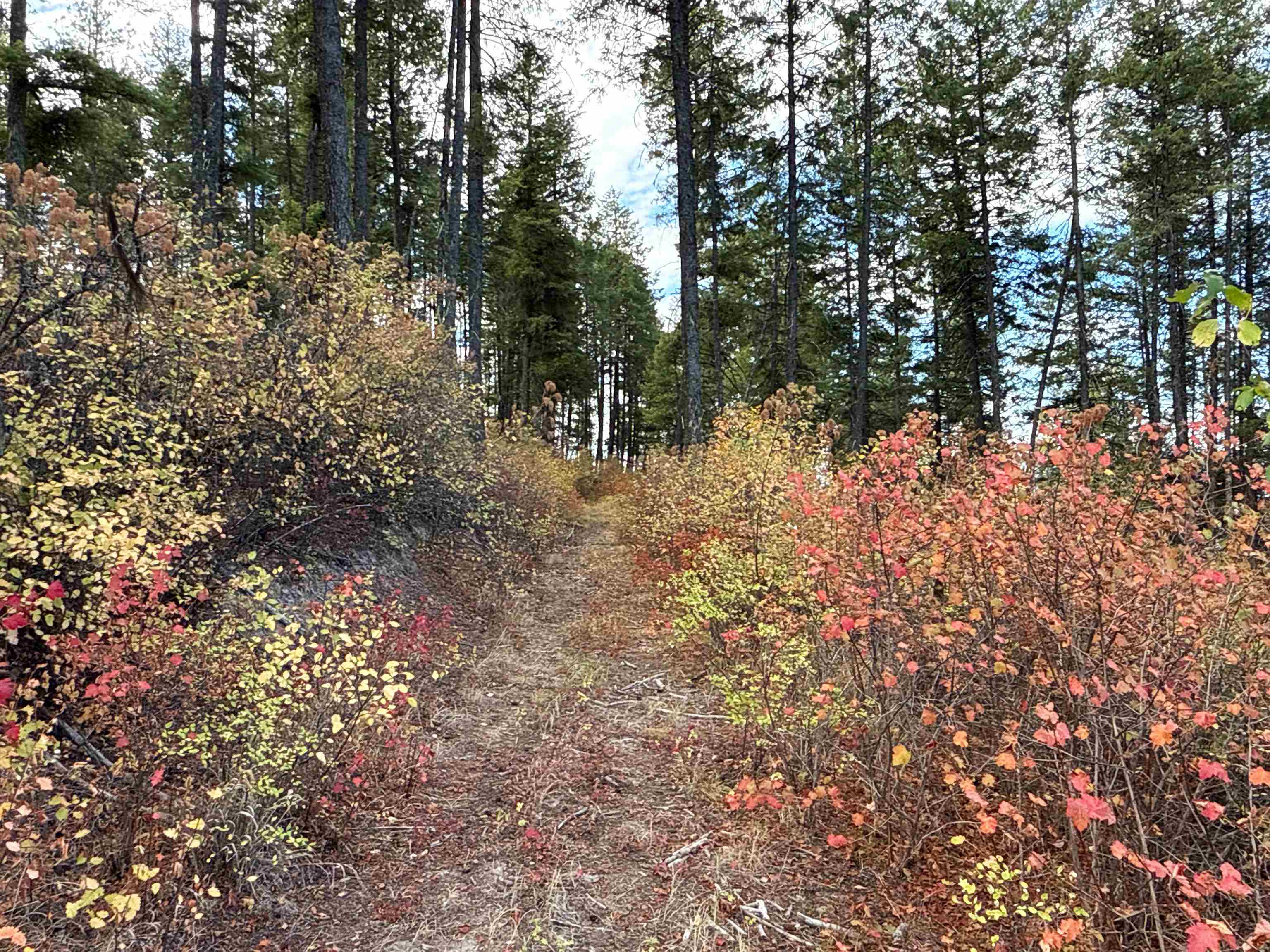 755 Conrad Hill Way Colville, WA 99114 - Photo 6 of 27