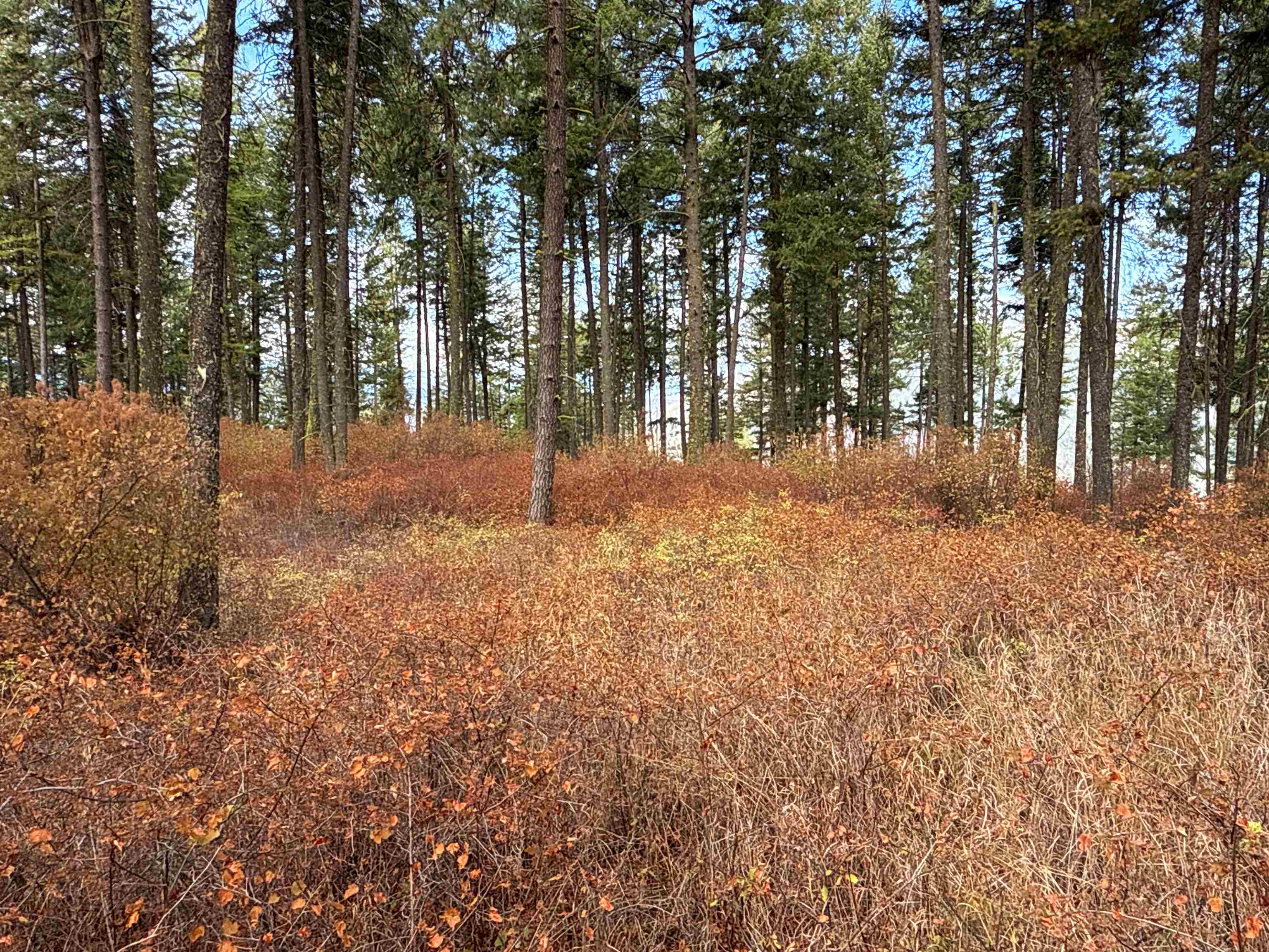 755 Conrad Hill Way Colville, WA 99114 - Photo 7 of 27