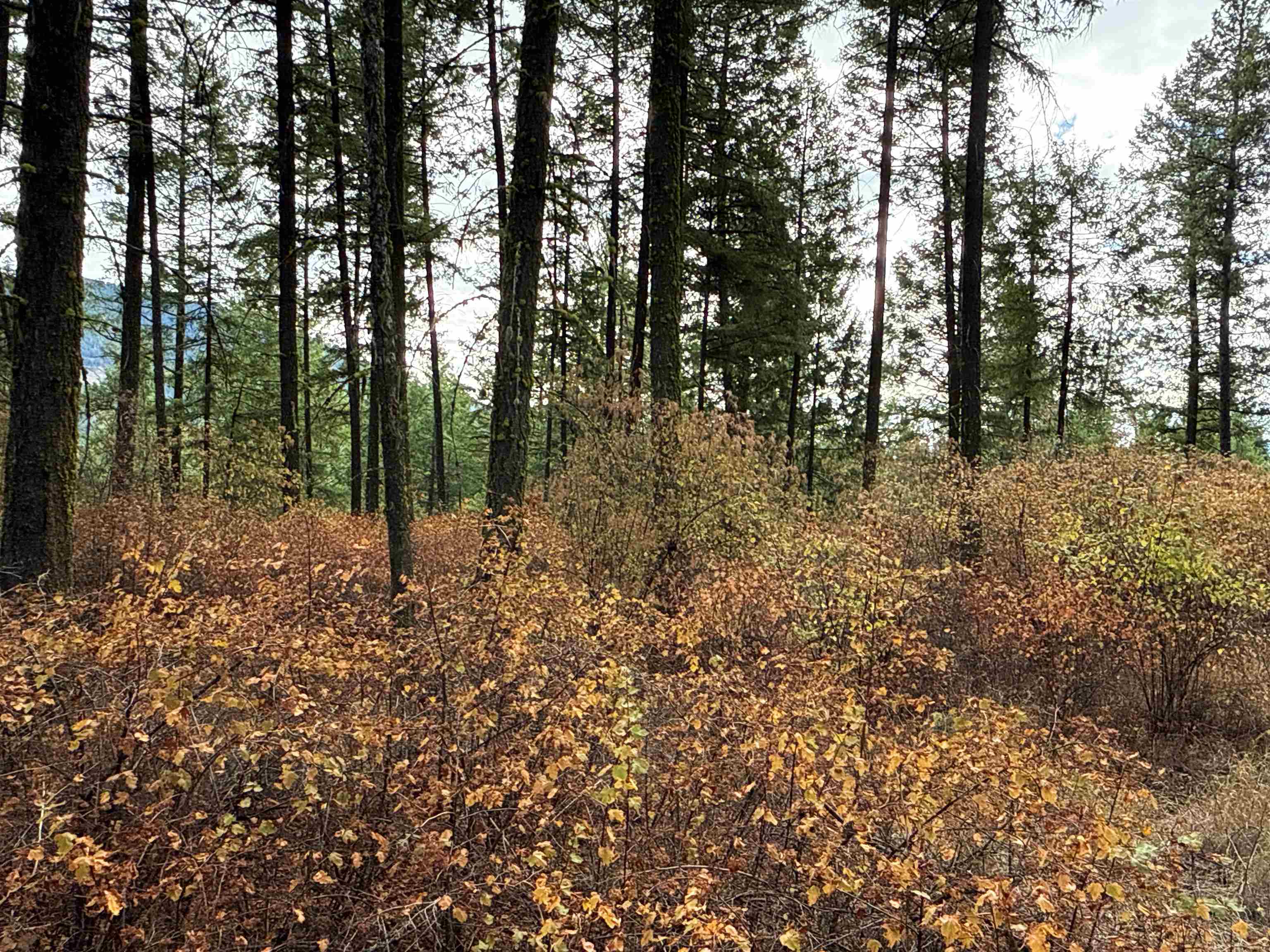 755 Conrad Hill Way Colville, WA 99114 - Photo 8 of 27