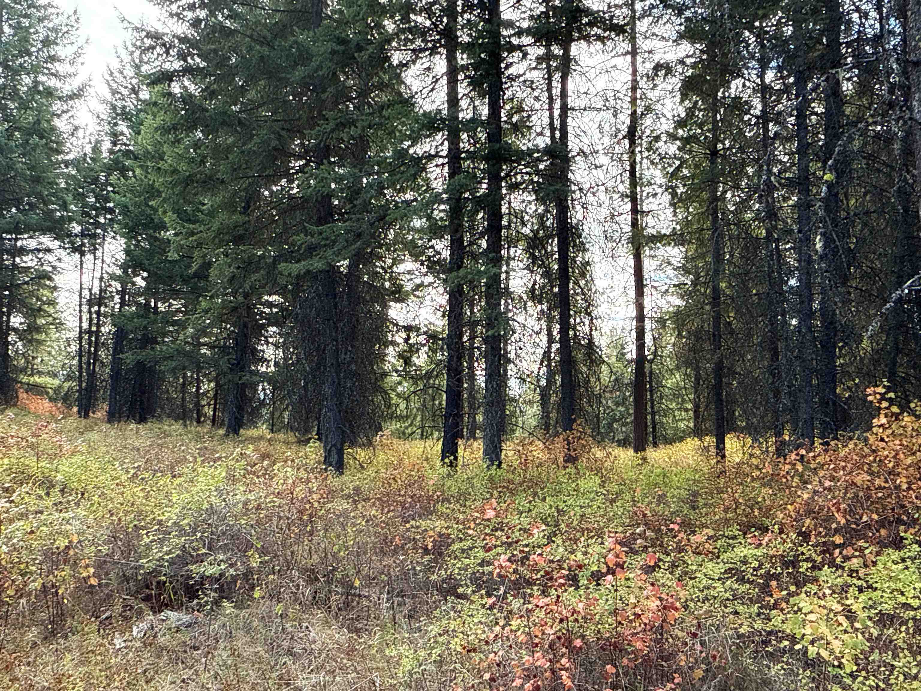 755 Conrad Hill Way Colville, WA 99114 - Photo 10 of 27