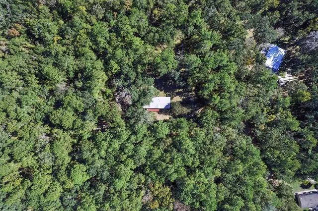 a view of a forest with a tree