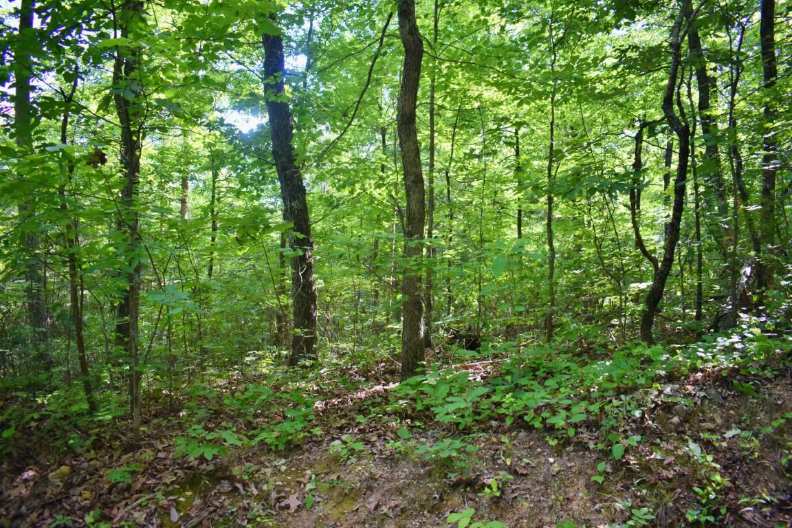 Lot 262 Chestnut Dr Spring Spring City, TN 37381 - Photo 1 of 11 Main (Medium)