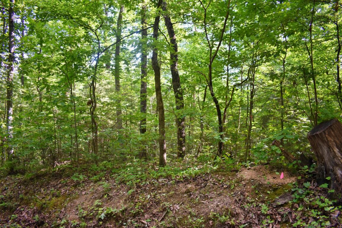 Lot 262 Chestnut Dr Spring Spring City, TN 37381 - Photo 2 of 11 DSC_0164 (Medium)