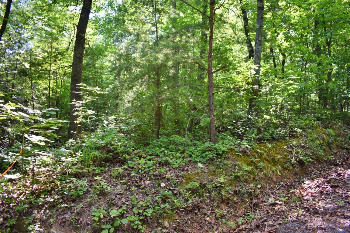 Lot 262 Chestnut Dr Spring Spring City, TN 37381 - Photo 3 of 11 DSC_0165 (Medium)