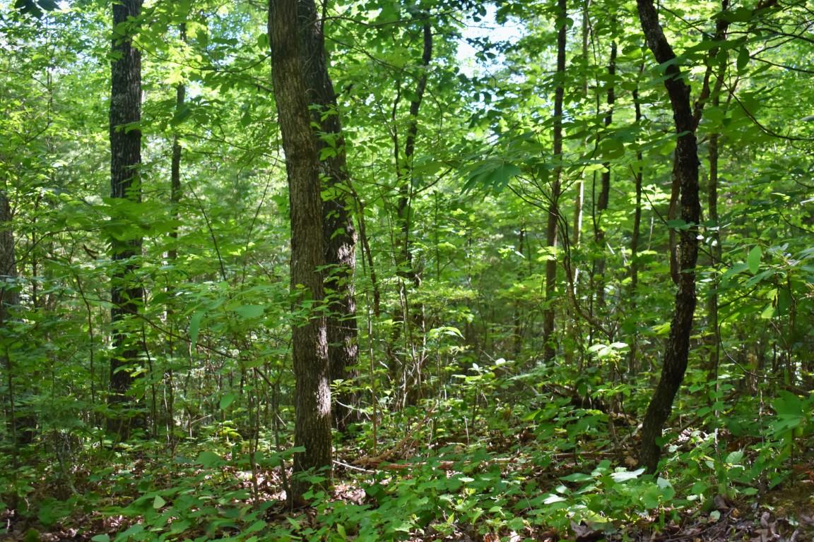 Lot 262 Chestnut Dr Spring Spring City, TN 37381 - Photo 4 of 11 DSC_0169 (Medium)