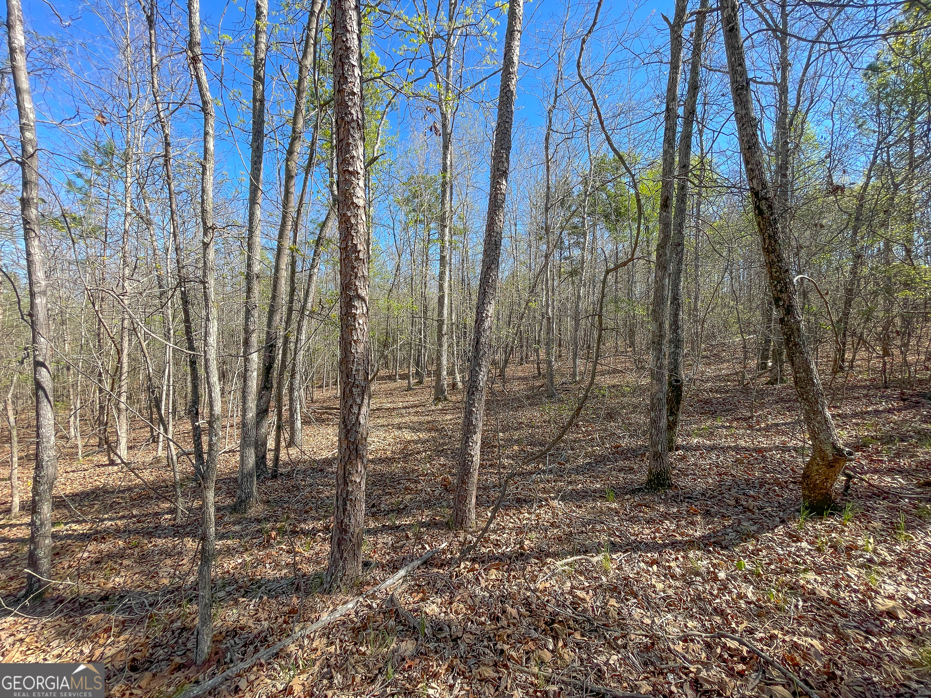 65 Acres On Half Mile Road Lyerly, GA 30730 - Photo 37 of 51 a backyard of a house with lots of green space
