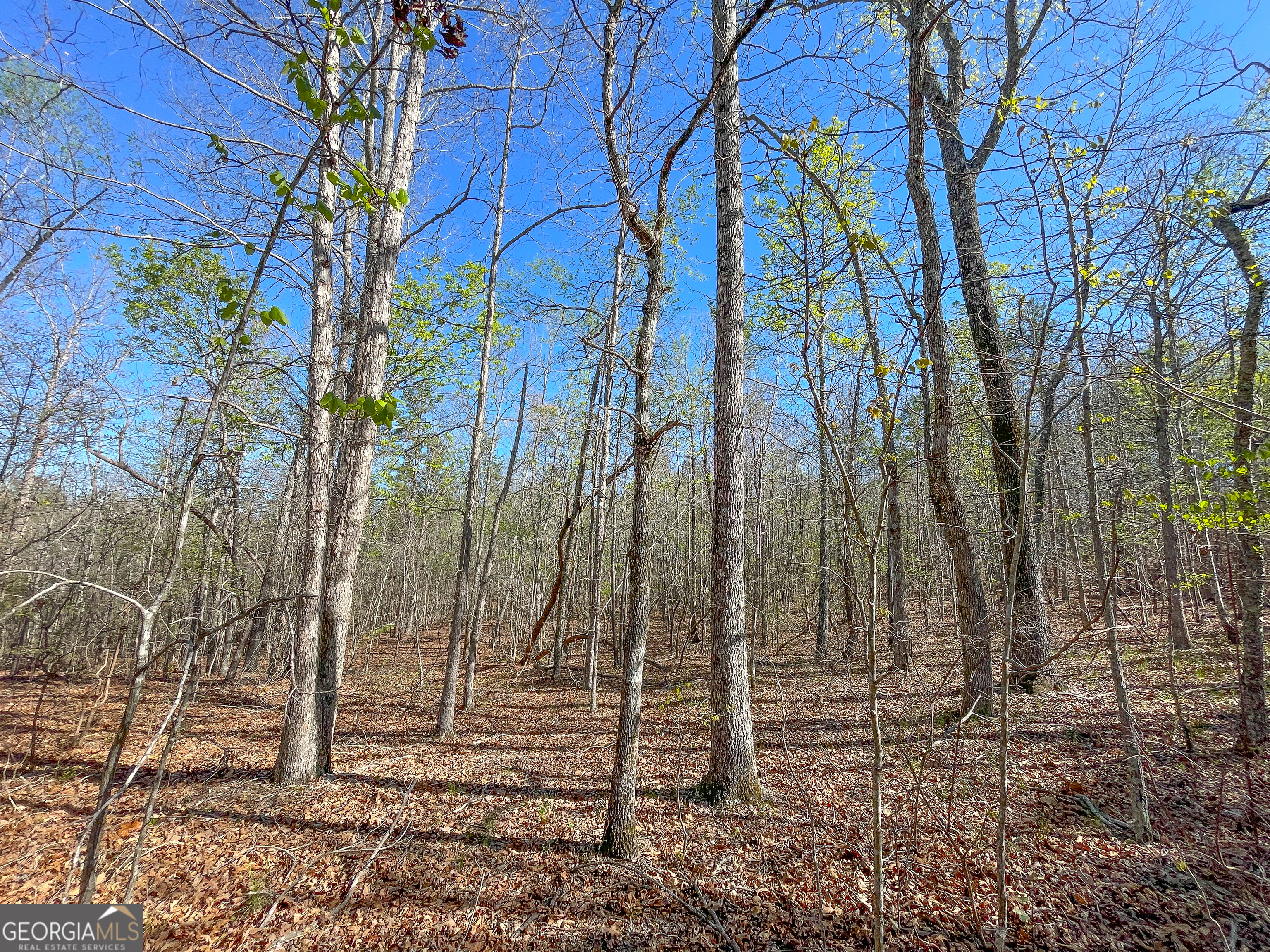 65 Acres On Half Mile Road Lyerly, GA 30730 - Photo 4 of 51 a backyard of a house with lots of green space