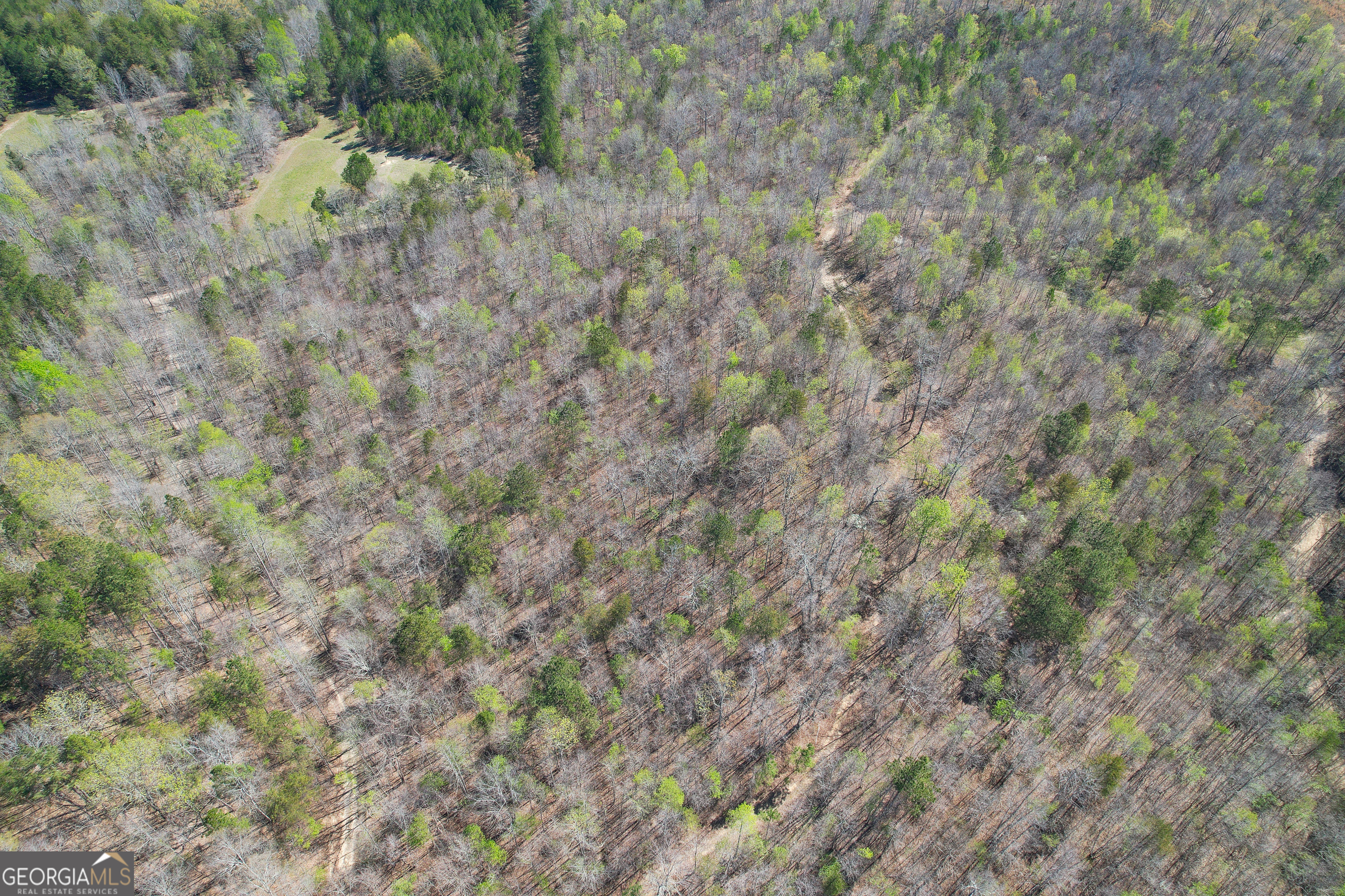 65 Acres On Half Mile Road Lyerly, GA 30730 - Photo 48 of 51 a close up of a tree in a yard