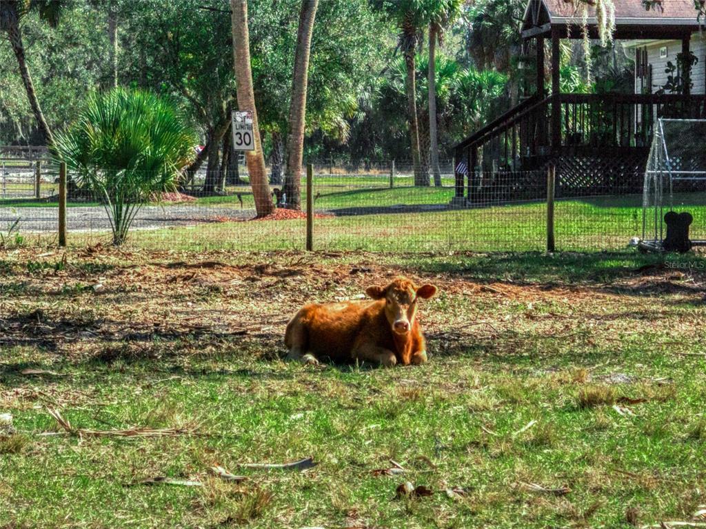 15405 Old Parker Island Road Lake Placid, FL 33852 - Photo 24 of 39 a backyard of a house with lots of green space and fountain