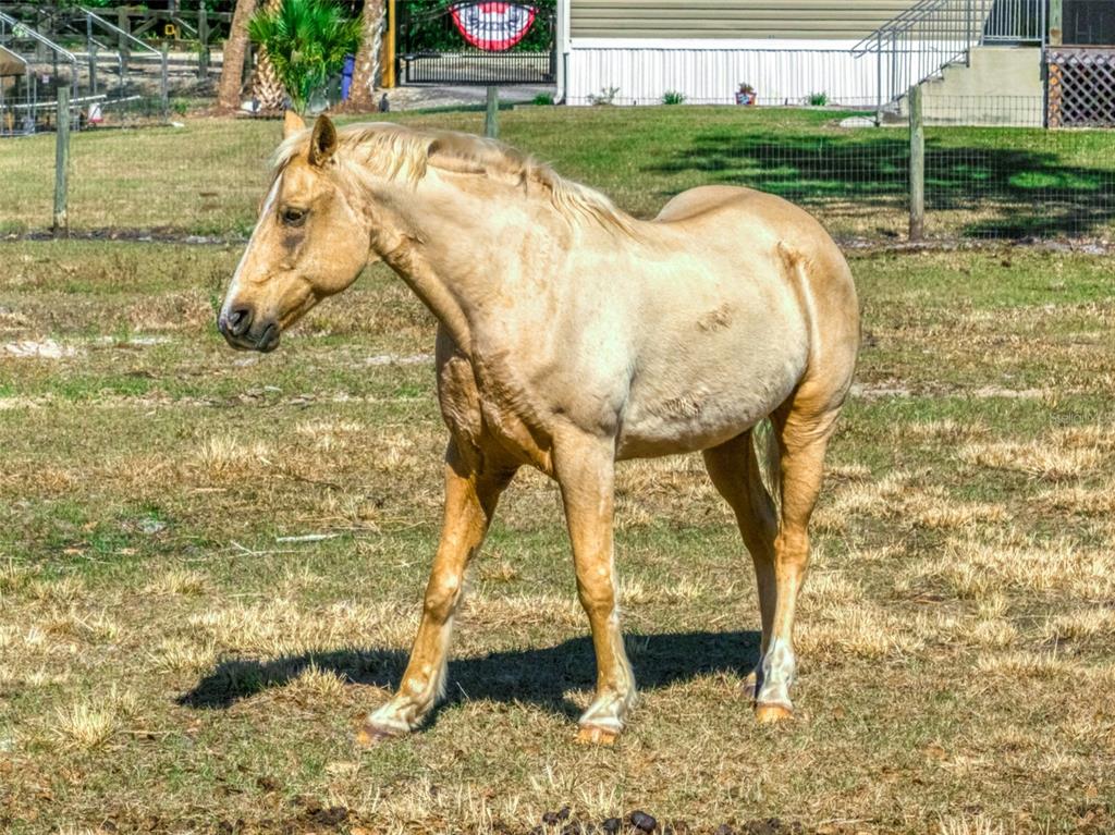 15405 Old Parker Island Road Lake Placid, FL 33852 - Photo 27 of 39 a view of swimming pool